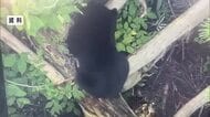 【クマ出没】米沢で体長80センチ・村山で体長1メートルのクマ目撃相次ぐ　注意呼びかけ　山形