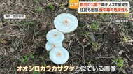 都会の公園に毒キノコ大量発生　「オオシロカラカサタケ」に注意　食べれば嘔吐・下痢