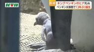 13年ぶりの誕生も生育せず　生まれて1.5カ月のキングペンギンのヒナ死ぬ　長崎ペンギン水族館「今後に生かしたい」