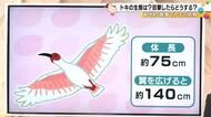 「なぜトキは灰色に変わる？」放鳥されたトキの驚きの生態と能登での追跡調査を徹底解説！
