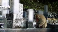 全国各地で「秋ザル」出没　墓荒らしまで「損害賠償するわけにもいかんし困った」　農作物の被害も