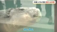沖縄こどもの国　ミニカバのネムネムがやって来た！