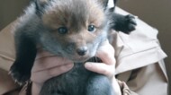 「“子犬”を保護したはずが“キツネ”だった」に合計2万いいね…投稿者と子キツネのその後【今年私バズりました】