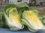一玉3kg前後と生育順調…冬野菜の定番・白菜の収穫始まる 愛知県豊田市の猿投地区では農家9戸が栽培