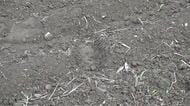 クマが小中学校の近くに出没　目撃相次ぐ　体長1.3～1.5m　3校が臨時休校　大学近くの畑には足跡が　長野・松本市