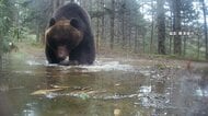 クマの「見たことない」食事映像やメスアピールの“背こすり”瞬間も　“ヒグマウォッチャー”が「春なのに親も子も大きい」と警鐘