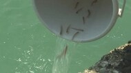 愛媛を一大産地に！超高級魚“シロアマダイ”稚魚　伊方町で人工ふ化の約１万匹放流【愛媛】