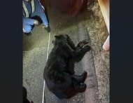 山陽道でクマが軽自動車に衝突　体長1メートルほどのクマは死亡　広島・廿日市市
