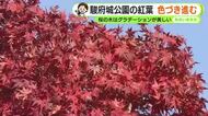 駿府城公園の木々も色づき進む　3連休は絶好の紅葉狩り日和に【静岡・ただいま天気　11/20】