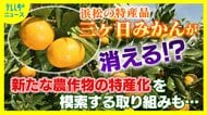 21世紀末には三ヶ日みかんが消える？猛暑と豪雨に揺れる農家　全国有数の産地が直面する存亡の危機　「最適地から外れる」とのシミュレーション結果に衝撃　熱帯作物に活路　新たな特産品の“発掘”へ