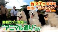 原宿・竹下通りに動物カフェ増加　サモエド、カピバラ、ふくろうなど「東京で1番かわいい場所」「自国にはない」　“客全員が外国人”の店も