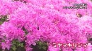 「命の洗濯」「素晴らしい」登山客も感嘆　くじゅう連山でミヤマキリシマ見ごろ　大分