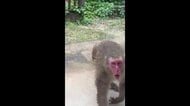 50匹超サルの群れ「仕事場の数メート先に」出没相次ぐ 庭のブルーベリー食べ窓たたき住民威嚇するサルも