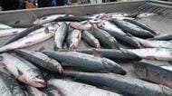 【秋サケ不漁か】薫別川を遡上するサケが9月下旬以降に急減～1時間で確認できたのはわずか2匹…2026年の秋サケ来遊数は“記録的な少なさ”だった2025年の半分と予測→今後の水揚げに不安〈北海道標津町〉