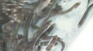 ふくい生まれ育ちの稚アユ 初出荷【福井】