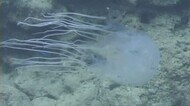 ハブクラゲに刺された9歳の女児 父親の心臓マッサージで意識取り戻す