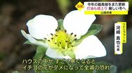 1年前に比べ500円以上も…灯油価格は今年最高値に イチゴ農家も直撃 不安な冬に(鳥取市)