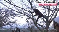 「感謝のサクラ」くまもと花博で展示【熊本】