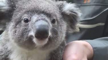 鹿児島のコアラは名前も“西郷どん”!人気は上野のシャンシャン以上?