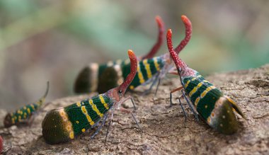 “絵本の世界”みたいな昆虫をタイで撮影…どんな生態なの?専門家に聞いた
