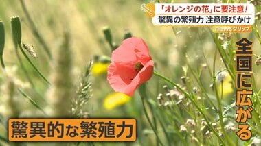 ポピーに似たオレンジの花に注意…外来植物「ナガミヒナゲシ」が全国で拡大　素手で触る…
