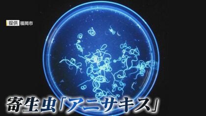 3月最多  食中毒に要注意！ 主な原因はアニサキスなど寄生虫  “電気ショック”で死滅  世界初の装置 【福岡発】