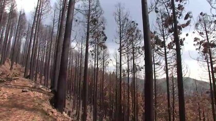 被害額102億円で確定、大船渡市の山林火災　森林所有者の意向調査続く　岩手県