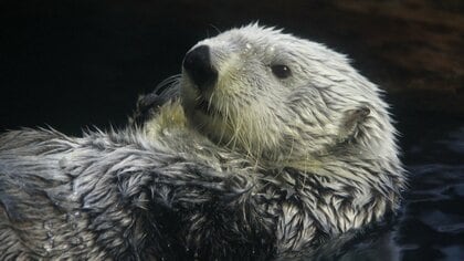 ラッコは地球上で一番毛深い！？動物学者・今泉忠明さんに教えてもらう、極寒の海の生活に適応して進化を遂げた毛の秘密