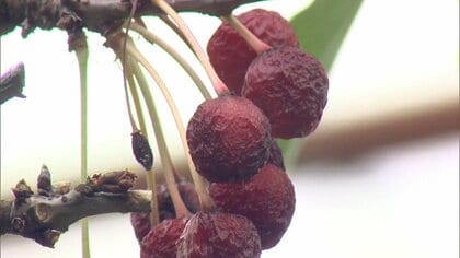 高級サクランボ・佐藤錦が“しわしわ”…被害額2000万円超で農家悲鳴「気温が上がるたびにもう勘弁してくれと」