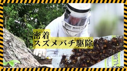 緊迫のオオスズメバチ駆除に密着　子供集まる住宅街の木に50センチの巣　山に餌がなくなり「生息域が人里へ」専門家が警鐘