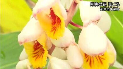 沖縄に多く見られる　月桃の花が天草市で見ごろ【熊本】