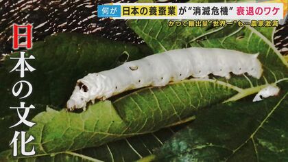 戦前には世界一の輸出量「日本の文化」“養蚕業”のピンチ　養蚕農家が過去最少113戸に　輸入品との“価格競争”と“後継者不足”　新たなビジネスで事業拡大で売り上げ伸ばす業者も