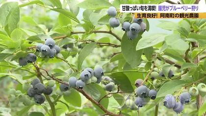甘酸っぱい旬を満喫　園児がブルーベリー狩り　長野県阿南町の観光農園に約50種類600本