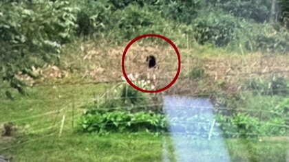 札幌市でもクマ相次ぐ“9月は過去最多” 公園で子グマ1頭を駆除―西区や南区で親子グマが相次ぎ出没「眠れなくなった」