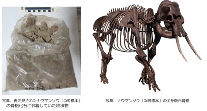 ナウマンゾウ化石に付着していた堆積物から生息当時の環境を復元することに成功しました！