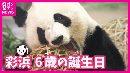 6歳の誕生日を迎えたパンダの彩浜　プレゼントのボールにご機嫌　75グラムで誕生も100キロ超まで元気に成長