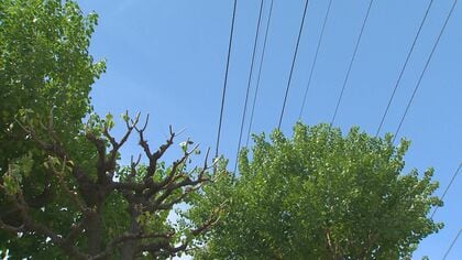 電線に触れなくても“感電” 街路樹せんてい中に…1人死亡・1人重体【新潟発】