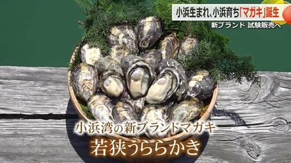 プリっと食感に甘み　生食用マガキ「若狭うららかき」試験販売スタート　“小浜生まれ小浜育ち”の新ブランド【福井】