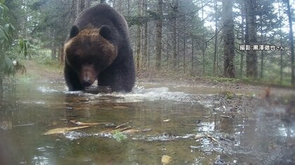 クマの「見たことない」食事映像やメスアピールの“背こすり”瞬間も　“ヒグマウォッチャー”が「春なのに親も子も大きい」と警鐘