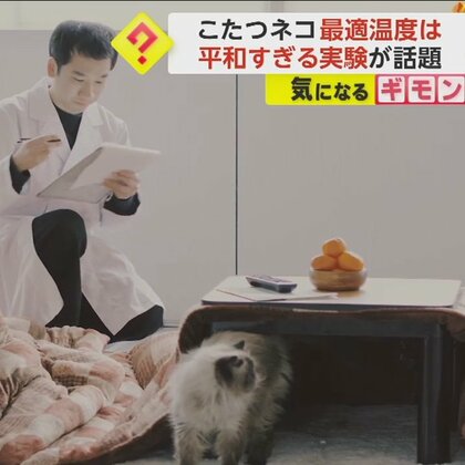 実験が平和すぎると話題に　ネコが一番喜ぶこたつの温かさは？　温度や位置との因果関係は認められず