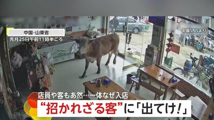 【モ～びっくり】ランチタイムの“珍客”「お店やってる？」と言わんばかりに「牛」が勢いよく来店…奥までズンズンと侵入　「出ていけー！」現場騒然…約15秒で退店　中国・山東省