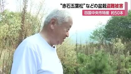 「全部根こそぎ…許せない」四国中央で輸出前“赤石五葉松”など盆栽盗難で被害届　被害５００万円【愛媛】