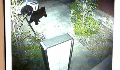 「外に出たらクマがいた」緊急銃猟まで緊迫の14時間　体重125キロのクマが仙台市中心部のマンションに居座る