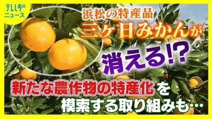 21世紀末には三ヶ日みかんが消える？猛暑と豪雨に揺れる農家　全国有数の産地が直面する存亡の危機　「最適地から外れる」とのシミュレーション結果に衝撃　熱帯作物に活路　新たな特産品の“発掘”へ