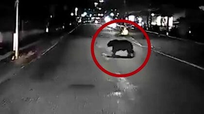 「本当にいた」仙台市宮城野区幸町にクマ　タクシーのドラレコが捉えた横切る黒い影　半径800mで9件目