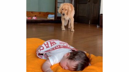 「動かない！どうして？」寝ている“妹”を見つめてフリーズしちゃう兄犬が愛おしい…普段の様子を飼い主に聞いた