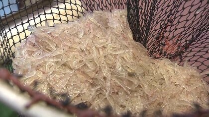 取った魚すぐ味わえる「四つ手網漁」の魅力　旬を前にアミエビが大漁　客足回復にも期待【岡山発】