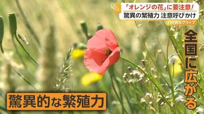 ポピーに似たオレンジの花に注意…外来植物「ナガミヒナゲシ」が全国で拡大　素手で触ると「かぶれ・ただれ」のおそれ　専門家が駆除方法解説