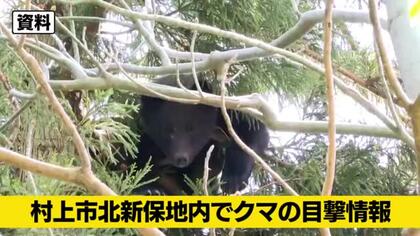 【クマ目撃情報】新潟・村上市でクマ目撃　国道345号付近　警察がパトロール