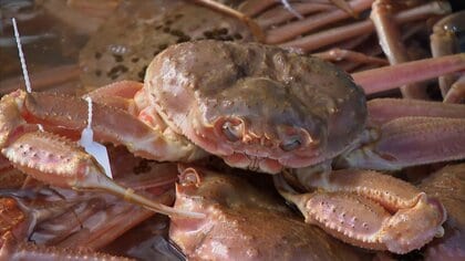 「特選」は1匹10万円！ 富山湾ズワイガニ漁が解禁、「特選」カニは10万円近い高値に　能登半島地震の懸念を乗り越え豊漁　